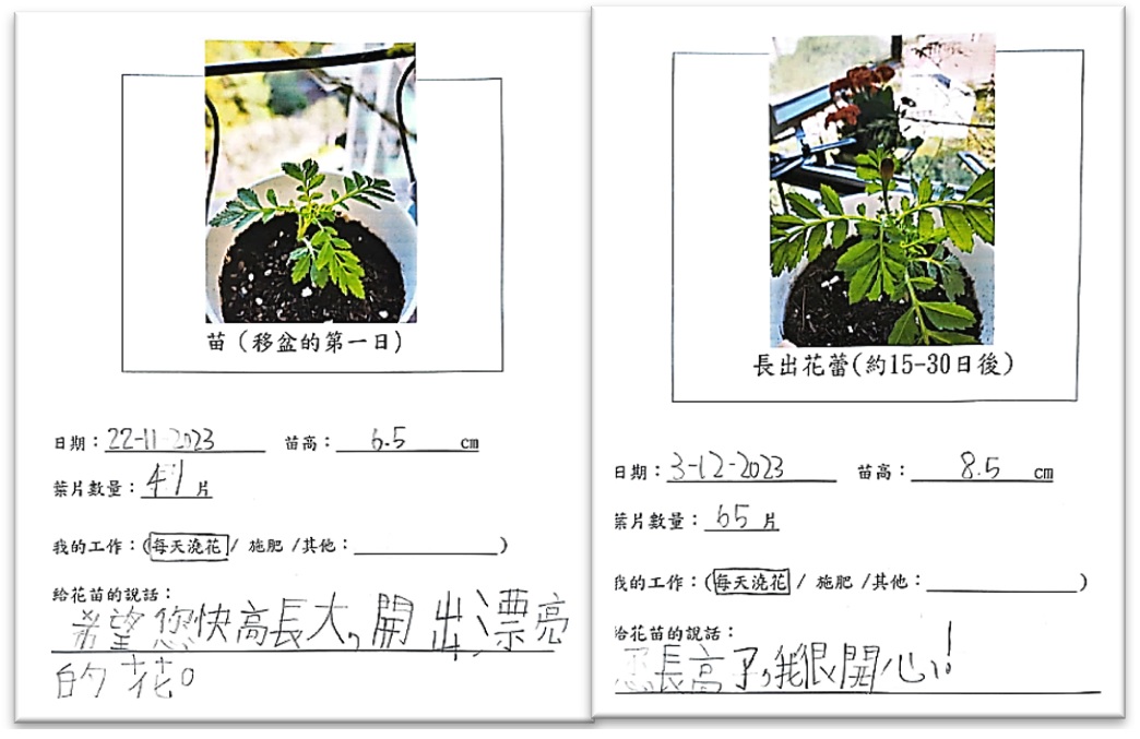 Sample pages of plant growth records showcasing students' use of photos, leaf counting, and plant height measurements in the STEAM project