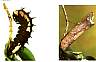  Caterpilla&chrysalis.jpg