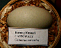 �������J Cassowary egg.JPG