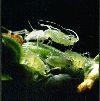 Aphid: moulting