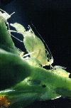 Aphid: giving birth