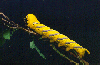 caterpillar