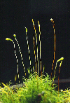 Moss: various stages of sporogonium