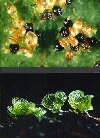 Fern: sporangia and heart shaped prothallus