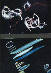 hook leaved clematis (above); diatom (below)