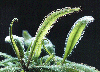 Insectivorous plant (Drosoera adelae)