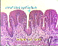 (Tongue) Tongue1.JPG