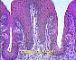 (Tongue) Tongue5.JPG