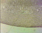 (small intestine) small inestine7.JPG