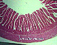(small intestine) small intestine4.JPG