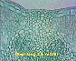 (leaf of dicotyledonous plant) Dicot leaf10.JPG