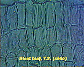 (leaf of dicotyledonous plant) Dicot leaf14.JPG