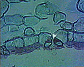 (leaf of dicotyledonous plant) Dicot leaf16.JPG