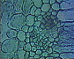 (leaf of dicotyledonous plant) Dicot leaf17.JPG