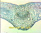 (leaf of dicotyledonous plant) Dicot leaf1.JPG