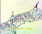 (leaf of dicotyledonous plant) Dicot leaf20.JPG