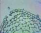 (leaf of dicotyledonous plant) Dicot leaf24.JPG