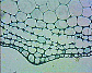 (leaf of dicotyledonous plant) Dicot leaf25.JPG