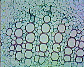(leaf of dicotyledonous plant) Dicot leaf27.JPG