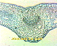 (leaf of dicotyledonous plant) Dicot leaf2.jpg