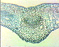(leaf of dicotyledonous plant) Dicot leaf3.JPG