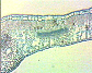 (leaf of dicotyledonous plant) Dicot leaf4.JPG
