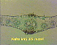 Maize leaf1.JPG