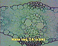 Maize leaf2.JPG
