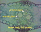 Maize leaf3.JPG