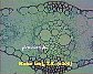 Maize leaf4.JPG
