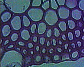 Maize leaf7.JPG