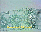 Moncot leaf3.JPG