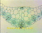 Monocot leaf1.JPG