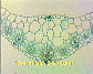 Monocot leaf2.jpg