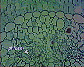 Pinus leaf10.JPG