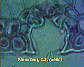 Pinus leaf11.JPG