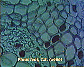 Pinus leaf12.JPG