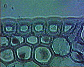 Pinus leaf13.JPG