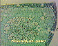 Pinus leaf2.JPG