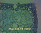 Pinus leaf5.JPG