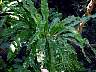 (Bird's Nest Fern) Bird's Nest Fern-2.JPG