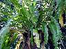 (Bird's Nest Fern) Bird's Nest Fern.JPG