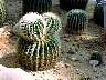 (Cactus) Cactus-1.jpg