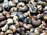 (Cashew seeds) Cashew seeds-2.jpg