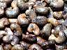 (Cashew seeds) Cashew seeds.jpg