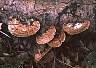 (Fungus) Fungus-2.jpg