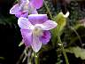 (Orchid) Orchid-2.jpg