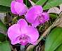 (Orchid) Orchid-3.jpg