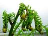 (Fern) fern-2.JPG