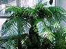 (Tree fern) tree fern-3.jpg